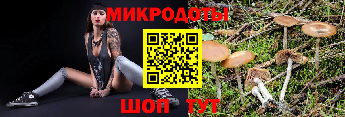 Галлюциногенные грибы Psilocybe Лангепас